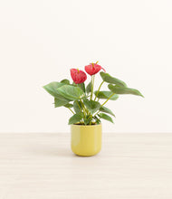 Load image into Gallery viewer, Key Lime Yellow*****Profile