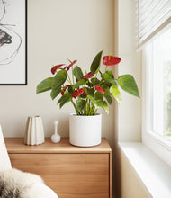 Load image into Gallery viewer, White