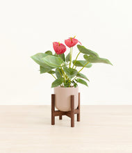 Load image into Gallery viewer, Sandy Pink stand:walnut