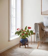 Load image into Gallery viewer, Deep Navy stand:walnut