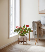 Load image into Gallery viewer, Desert Brown stand:walnut