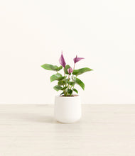 Load image into Gallery viewer, White