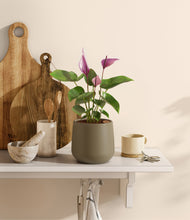 Load image into Gallery viewer, Olive