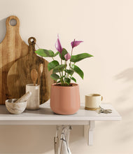 Load image into Gallery viewer, Calm Rose