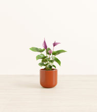 Load image into Gallery viewer, Glossy Red