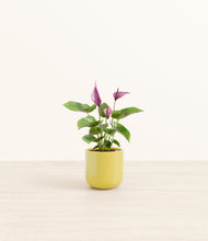 Load image into Gallery viewer, Key Lime Yellow