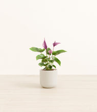 Load image into Gallery viewer, Cotton White