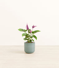 Load image into Gallery viewer, Reactive Aqua