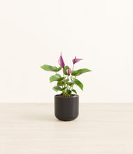 Load image into Gallery viewer, Stone Black