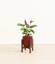 Load image into Gallery viewer, Striped Cherry Red stand:walnut