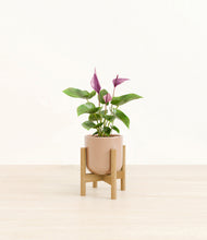 Load image into Gallery viewer, Glossy Pink stand:bamboo