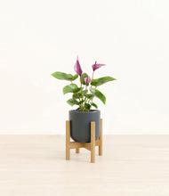 Load image into Gallery viewer, Iron Gray stand:bamboo