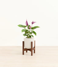 Load image into Gallery viewer, Cotton White stand:walnut