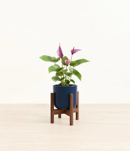 Load image into Gallery viewer, Twilight Blue stand:walnut