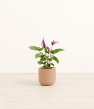 Load image into Gallery viewer, Striped Peach Pink