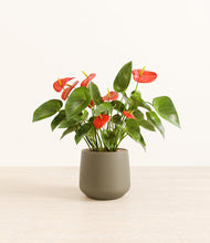 Load image into Gallery viewer, Olive*****Profile