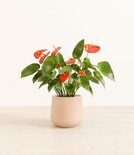 Load image into Gallery viewer, Gentle Pink*****Profile