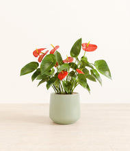 Load image into Gallery viewer, Turquoise*****Profile