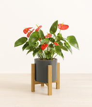 Load image into Gallery viewer, Dark Olive stand:light