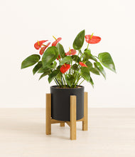 Load image into Gallery viewer, Black stand:light