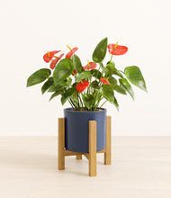 Load image into Gallery viewer, Deep Navy stand:light