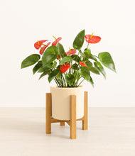 Load image into Gallery viewer, Cream stand:light