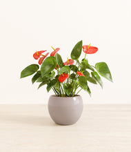 Load image into Gallery viewer, Winter Clouds*****Profile