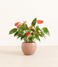 Load image into Gallery viewer, Calm Rose*****Profile