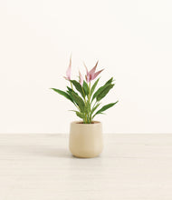 Load image into Gallery viewer, Almond Green*****Profile