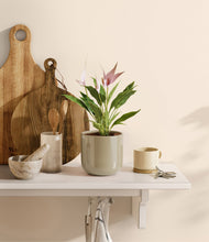 Load image into Gallery viewer, Sage Green