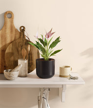 Load image into Gallery viewer, Stone Black