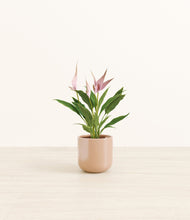 Load image into Gallery viewer, Glossy Pink*****Profile