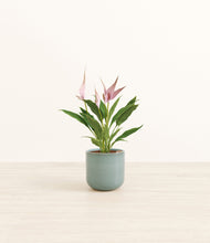 Load image into Gallery viewer, Reactive Aqua*****Profile