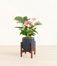 Load image into Gallery viewer, Deep Navy stand:walnut