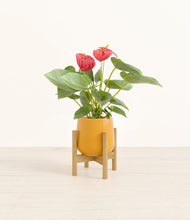 Load image into Gallery viewer, Mustard stand:bamboo