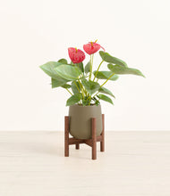 Load image into Gallery viewer, Olive stand:walnut