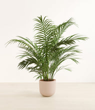 Load image into Gallery viewer, Sandy Pink*****Profile