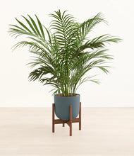 Load image into Gallery viewer, Iron Gray stand:walnut