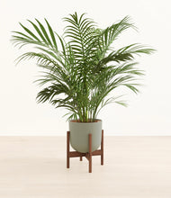 Load image into Gallery viewer, Sage Green stand:walnut