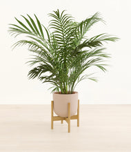 Load image into Gallery viewer, Sandy Pink stand:bamboo