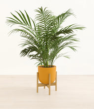 Load image into Gallery viewer, Sunset Orange stand:bamboo