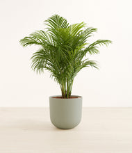 Load image into Gallery viewer, Sage Green*****Profile