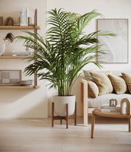 Load image into Gallery viewer, Natural Bamboo stand:walnut