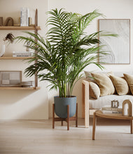 Load image into Gallery viewer, Iron Gray stand:walnut