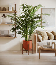 Load image into Gallery viewer, Earth Red stand:walnut