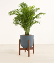 Load image into Gallery viewer, Iron Gray stand:walnut