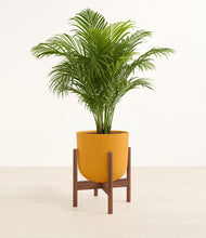 Load image into Gallery viewer, Sunset Orange stand:walnut