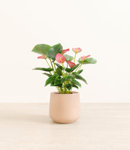 Load image into Gallery viewer, Gentle Pink*****Profile