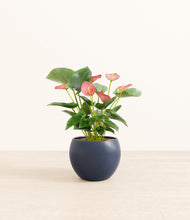 Load image into Gallery viewer, Deep Navy*****Profile