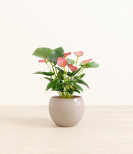 Load image into Gallery viewer, Desert Brown*****Profile